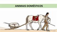 Animais domésticos